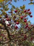 род Crataegus