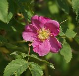 Rosa glabrifolia. Цветок. Московская обл., Раменский р-н, окр. дер. Хрипань, дачный участок. 14.06.2007.