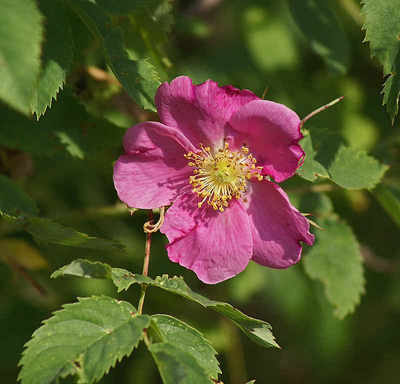 Изображение особи Rosa glabrifolia.