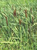 Typha intermedia. Плодоносящие растения. Крым, Байдарская долина. 19 июля 2009 г.