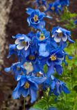 Aquilegia glandulosa