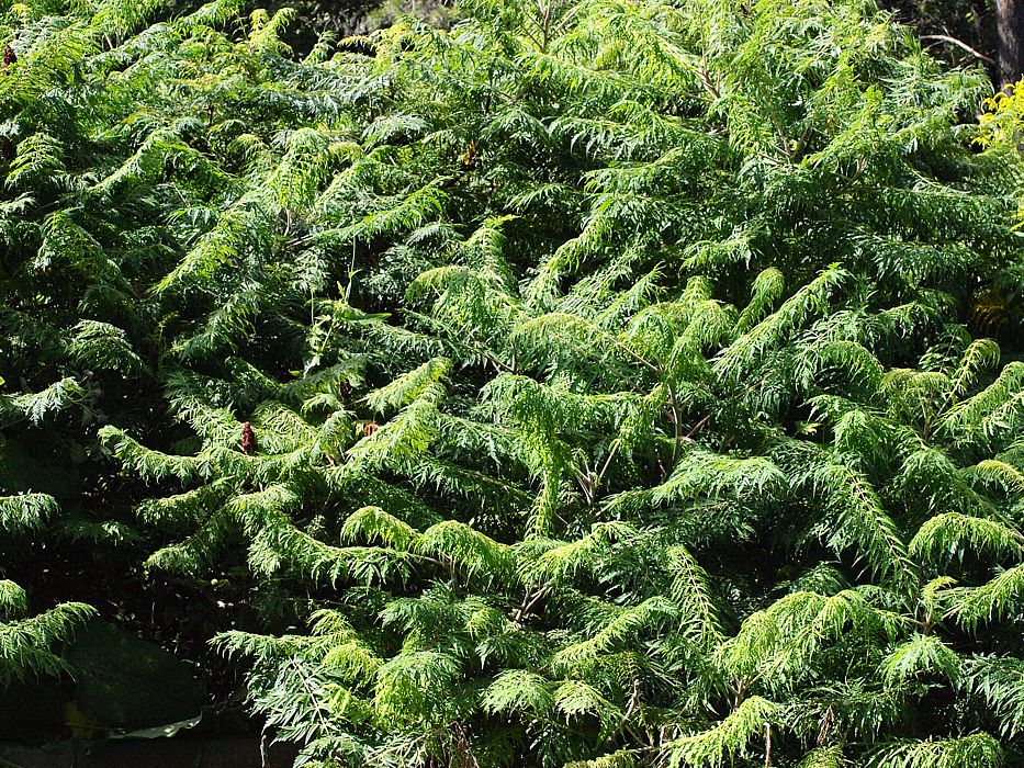 Image of Rhus typhina f. dissecta specimen.