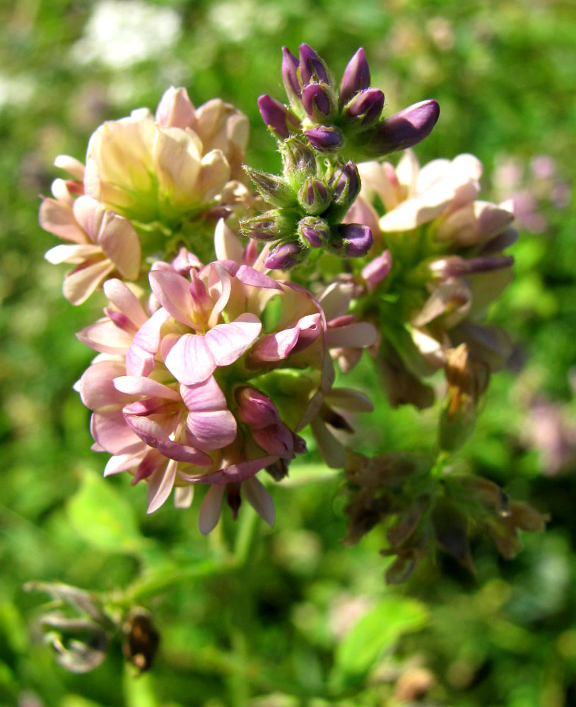 Image of Medicago × varia specimen.