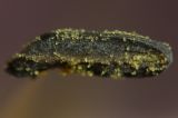 Image of taxon representative. Author is Сергей Свирин