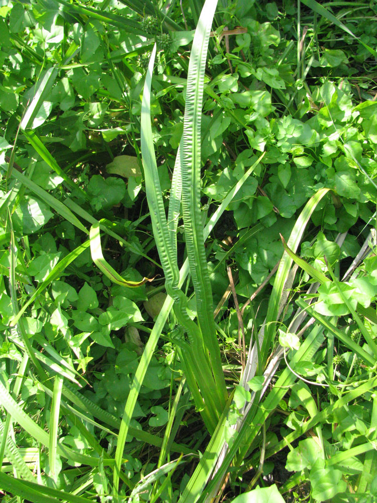 Image of Acorus calamus specimen.