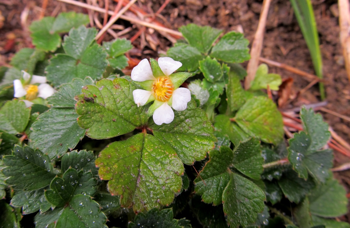 Image of Potentilla sterilis specimen.