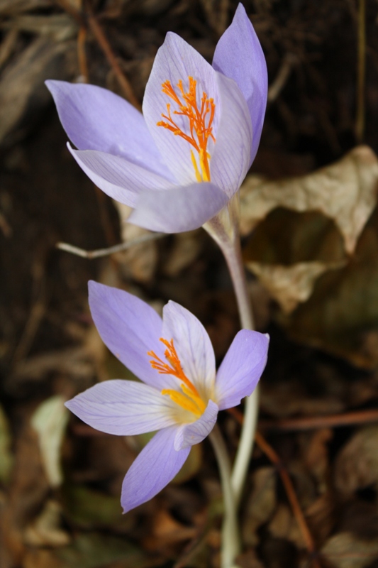 Image of Crocus speciosus specimen.