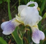 Iris squalens