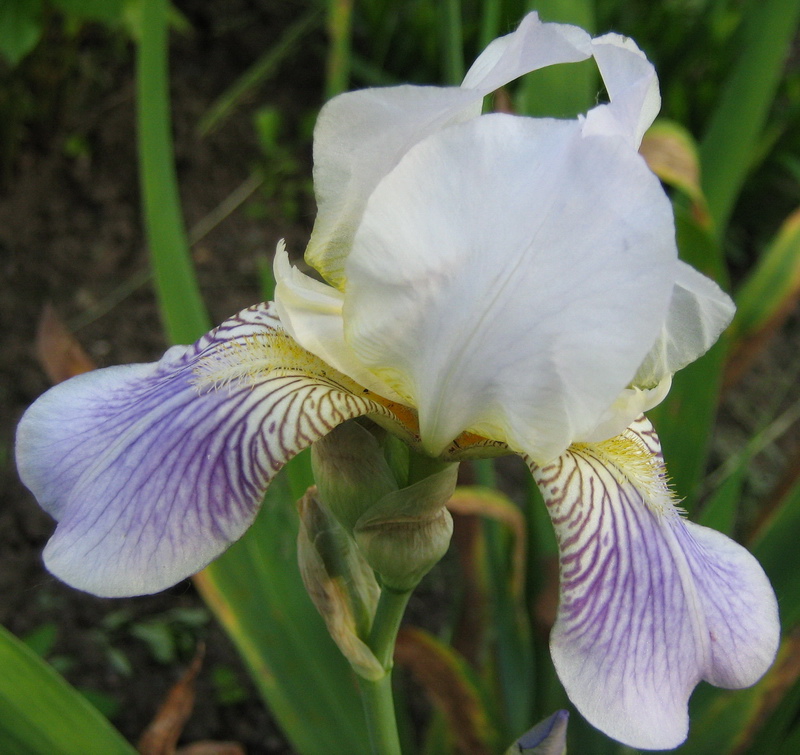 Image of Iris squalens specimen.