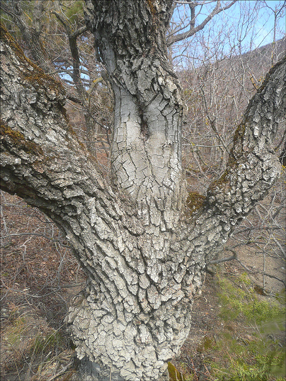 Изображение особи Quercus pubescens.