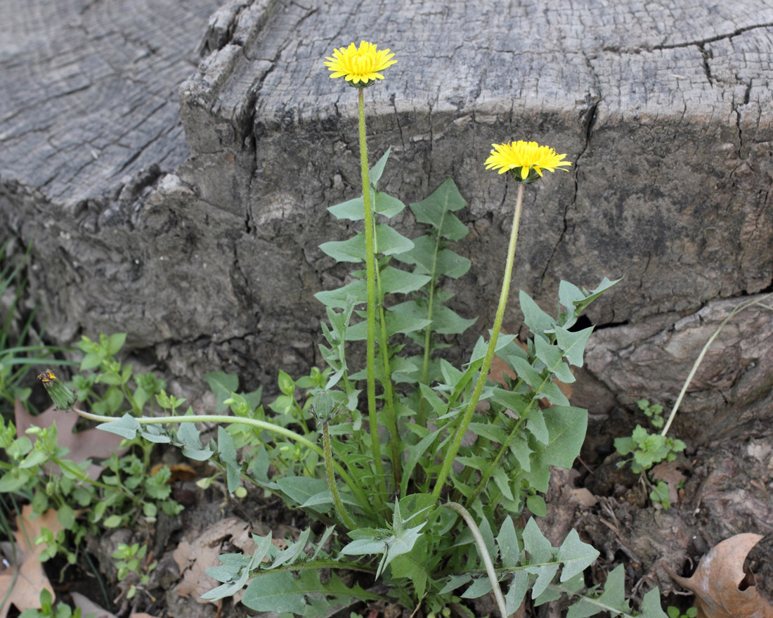 Image of Taraxacum juzepczukii specimen.