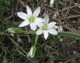 Ornithogalum fimbriatum