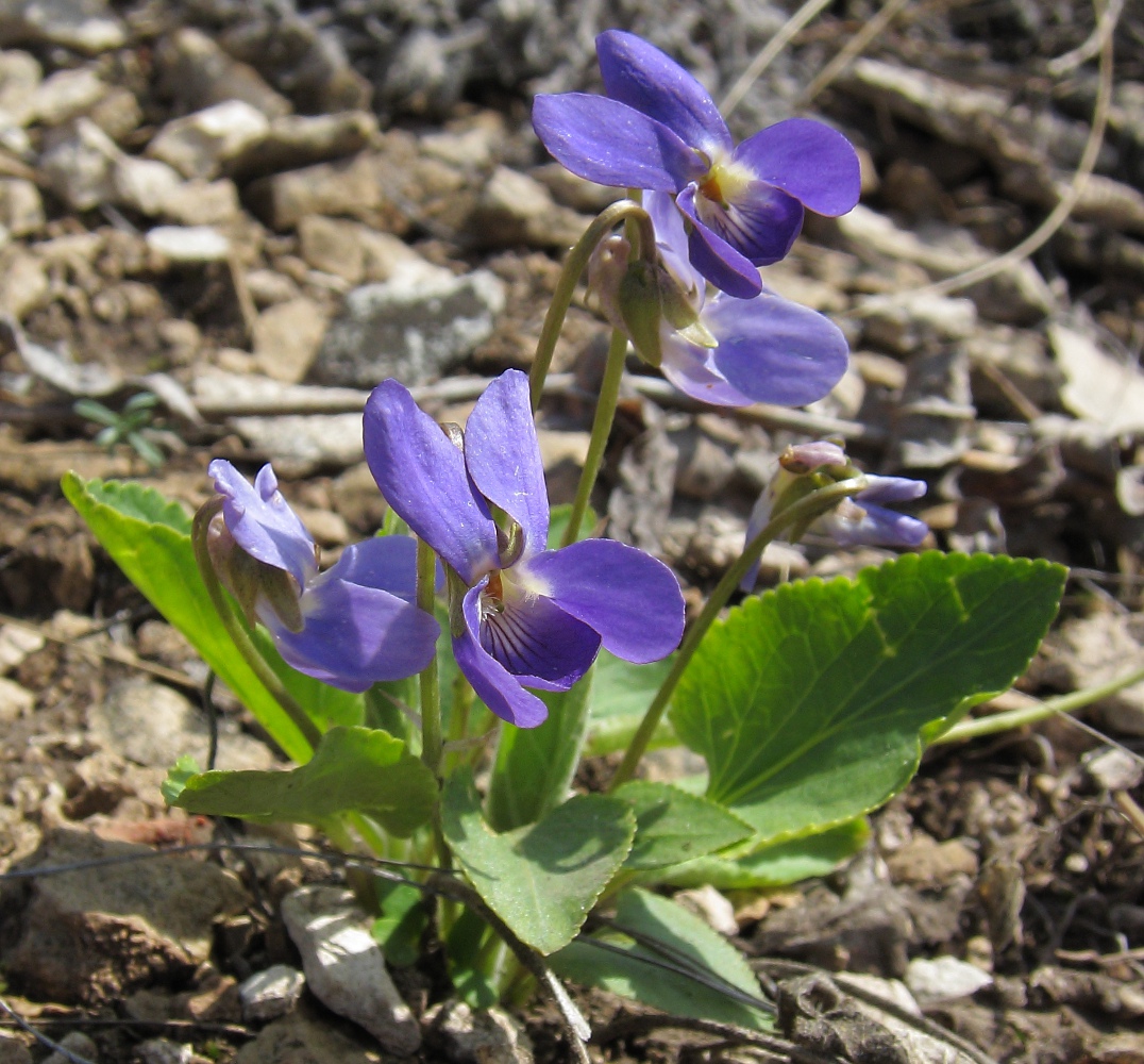 Изображение особи Viola ambigua.