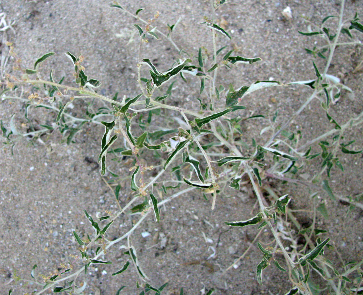 Image of Atriplex aucheri specimen.