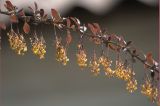 genus Berberis