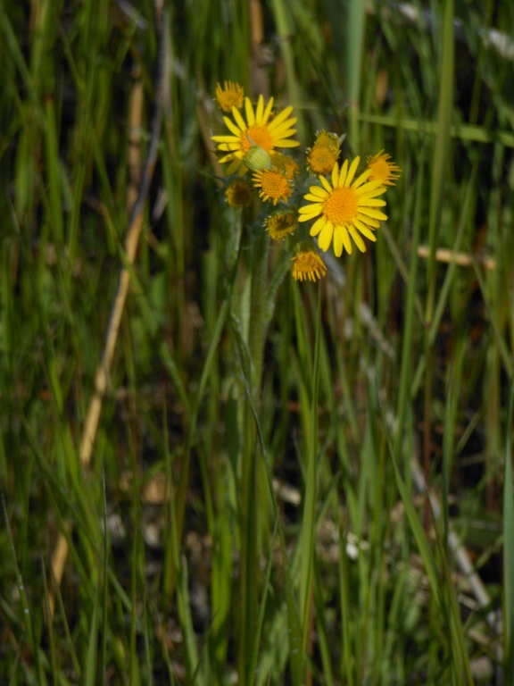 Изображение особи Tephroseris subdentata.