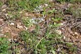 Ornithogalum nutans