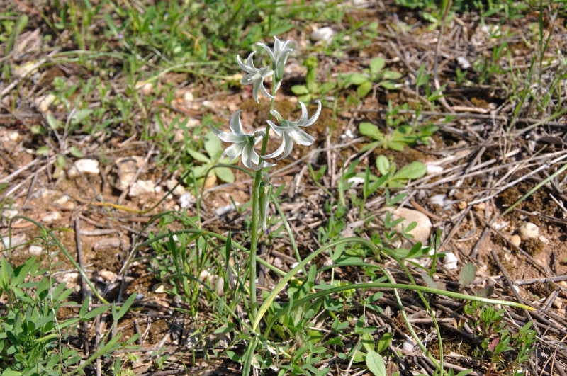 Изображение особи Ornithogalum nutans.