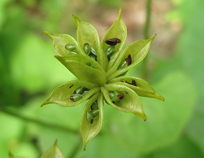 Изображение особи Caltha silvestris.