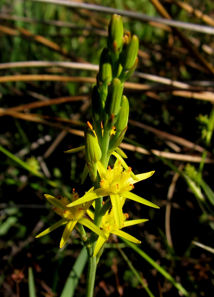 Image of Narthecium ossifragum specimen.