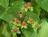 Hypericum androsaemum