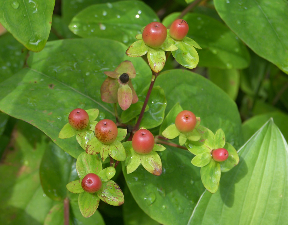 Image of Hypericum androsaemum specimen.