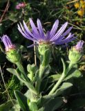 Aster ibericus. Верхушки побегов с соцветиями. Крым, Ялтинская яйла. 15 июля 2012 г.