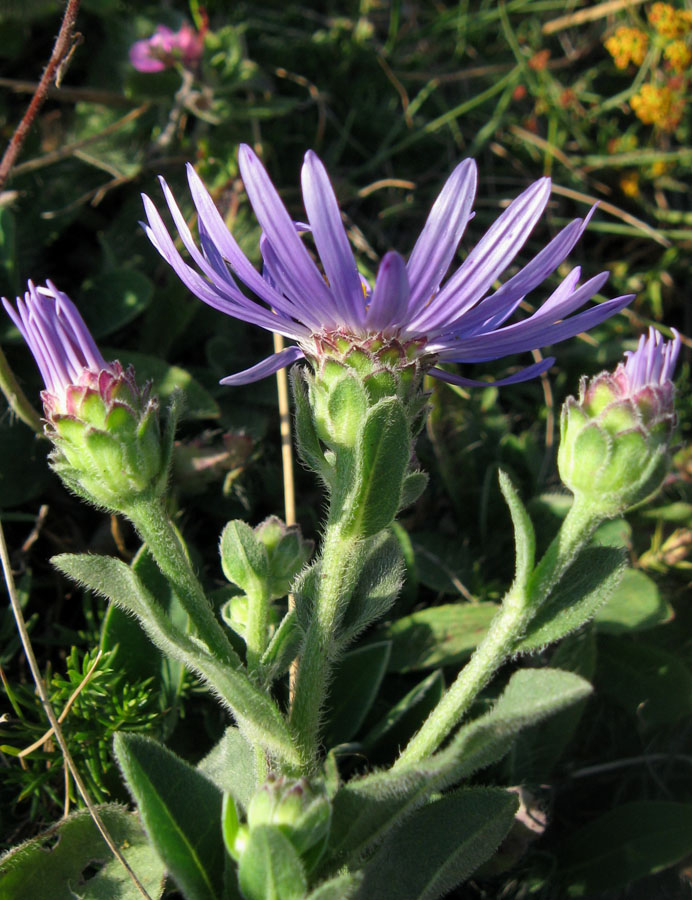 Изображение особи Aster ibericus.