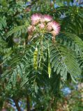 Albizia julibrissin. Ветвь с соцветиями и незрелыми плодами. Крым, Симферополь, в культуре. 04.08.2007.