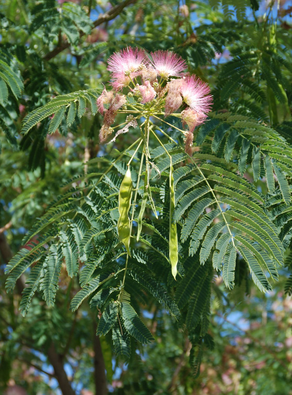 Image of Albizia julibrissin specimen.