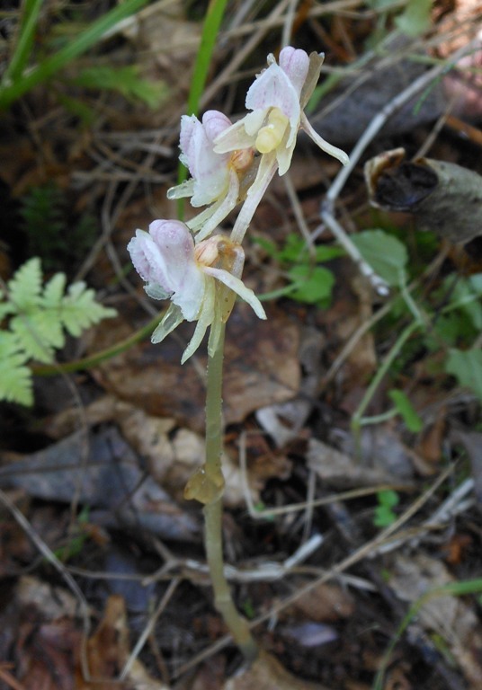 Image of Epipogium aphyllum specimen.