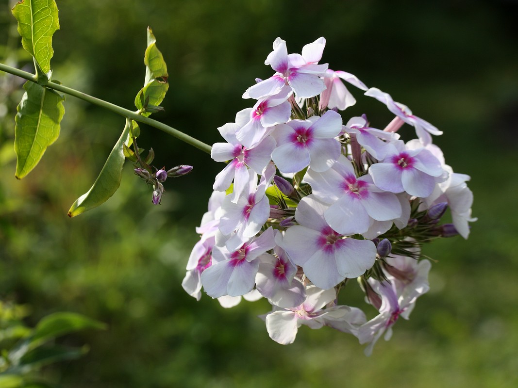 Image of Phlox paniculata specimen.