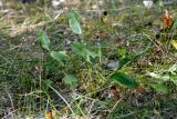 Eryngium planum