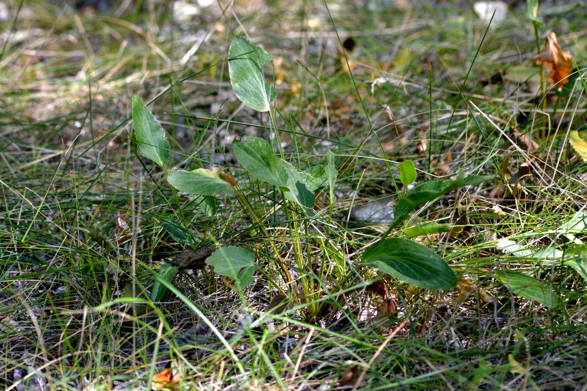 Image of Eryngium planum specimen.