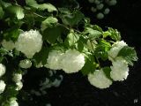 Viburnum opulus form roseum