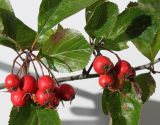 род Crataegus. Часть ветки с соплодиями. Германия, г. Кемпен, в парке. 19.09.2012.