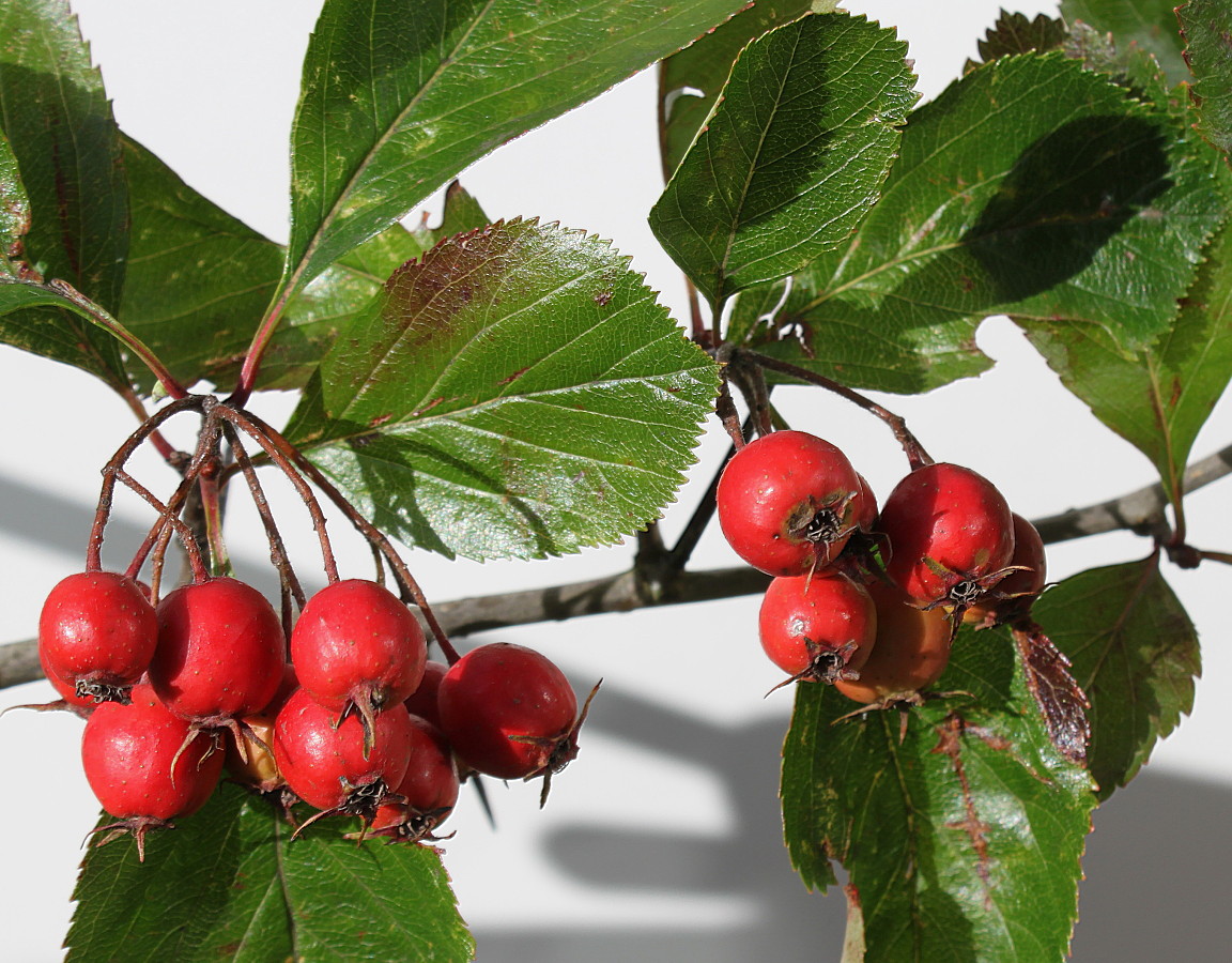 Image of genus Crataegus specimen.