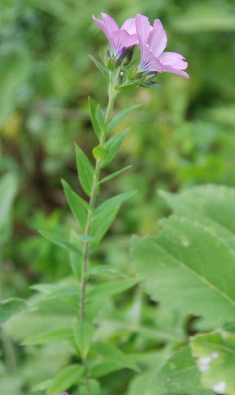 Изображение особи Linum hypericifolium.