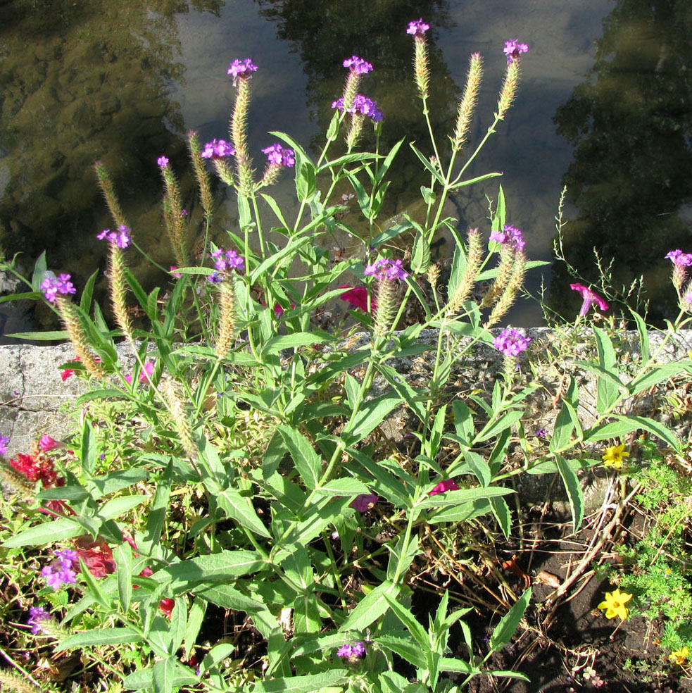 Image of Verbena rigida specimen.