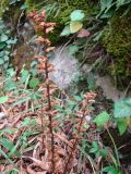 Orobanche hederae