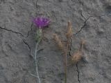 Centaurea caspia