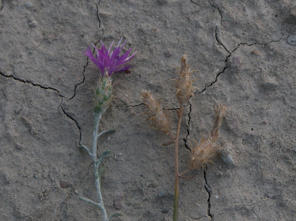 Изображение особи Centaurea caspia.