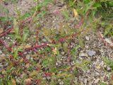 Oxybasis glauca