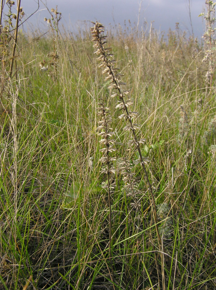 Image of Sideritis montana specimen.