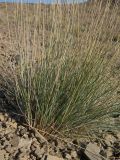 Elytrigia pertenuis