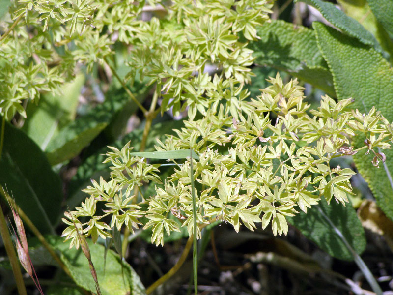 Image of Thalictrum isopyroides specimen.