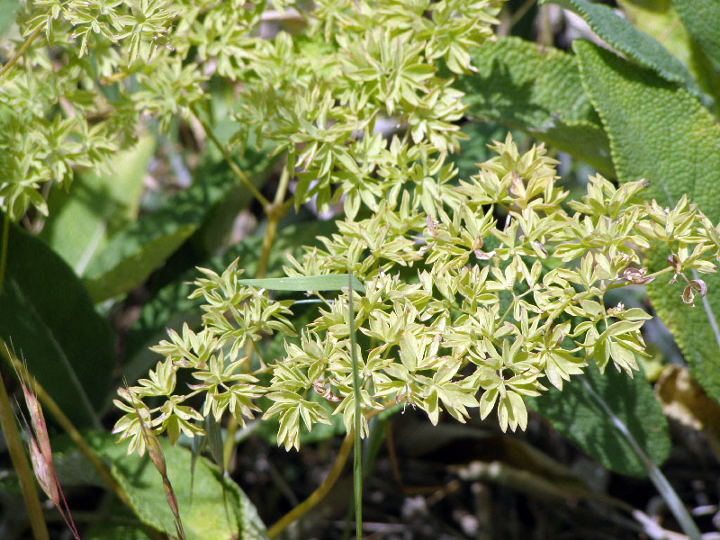 Изображение особи Thalictrum isopyroides.