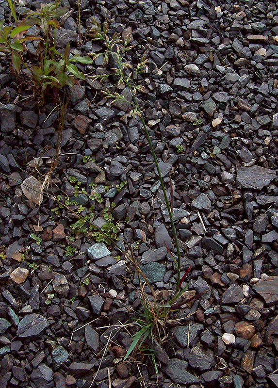 Image of Poa compressa specimen.