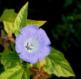 Nicandra physalodes