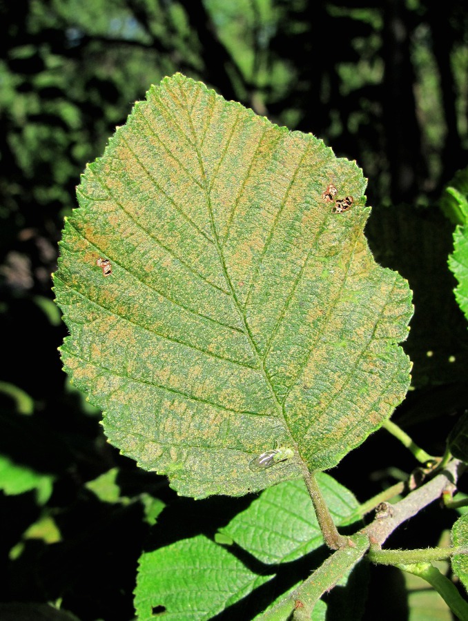 Изображение особи Alnus incana.